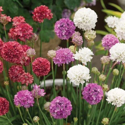 Armeria ornament mixed - 6,