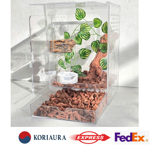 Crested gecko reptile - gecko,