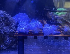 Coral Decorations, Pulsing