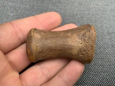 Edmontosaurus sp Dinosaur