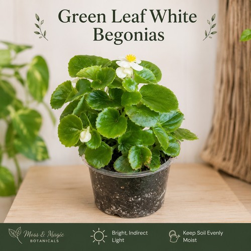 White begonia plant 9cm pot - begonia, in