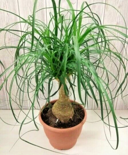 Plants elephant s - 3, elephant's