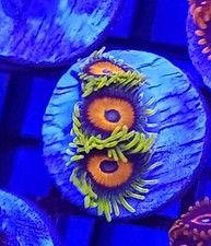 Super saiyan zoanthid zoas - zoanthid,