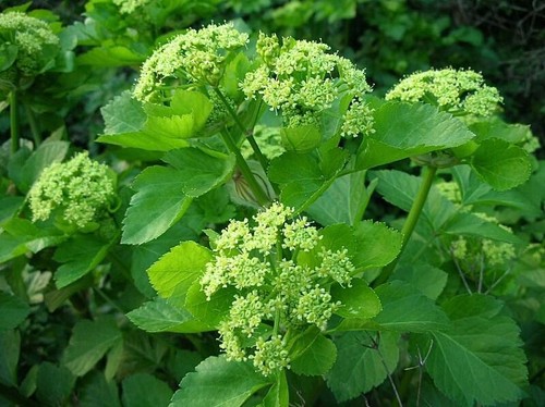 Alexanders smyrnium - alexanders.,