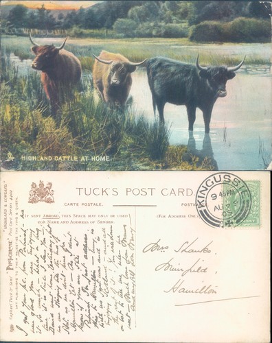 Highland cattle natural - cattle, in