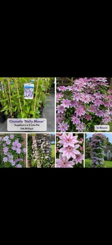 Clematis nelly moser - ‘nelly, moser’