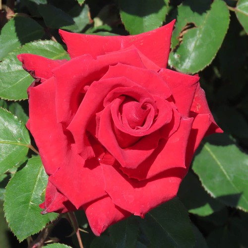 Bush rose the - bush, england