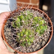 Gymnocalycium saglionis - saglionis,