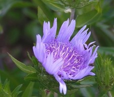 Stokesia laevis Blue Star