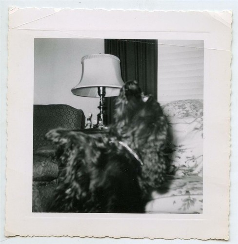 Close dog sits - and, begs