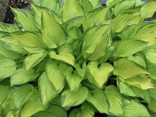 Hosta green with - green, pot