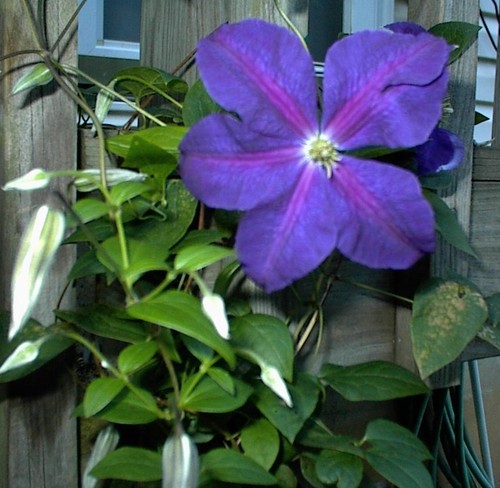 Purple clematis flowered - clematis,