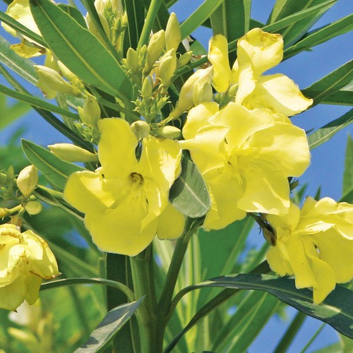 Oleander standards double - standards,