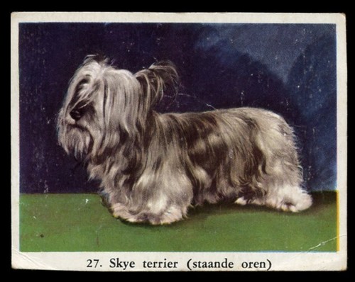 Skye terrier dog - full, speed