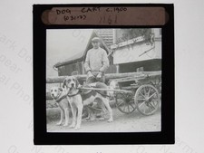 Man & 2 Dogs Dog Cart Rural