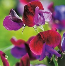 PICK & MIX Premium Scented SWEET PEA Flower Seeds RHS Fragrant CUPID BEE LOVE