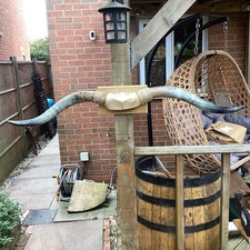 Large Set Of Cow Horns On A Hardwood Plaque. 106cm  Wide