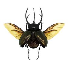 Huge Atlas Beetle (SPREAD)