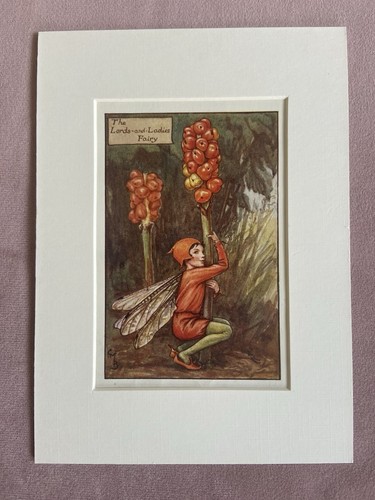 Lords ladies flower - ‘lords, &