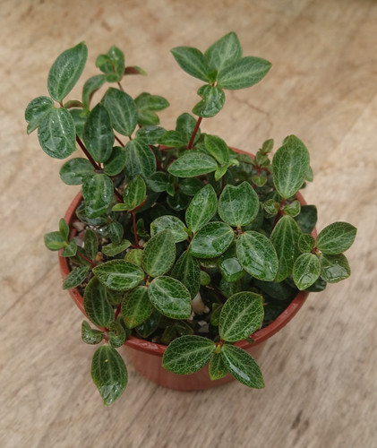 Peperomia red log 10cm pot - peperomia,