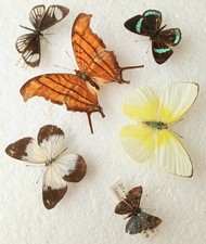 Butterfly Collection Set x6
