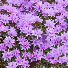 Rhododendron blue tit - rhododendron,