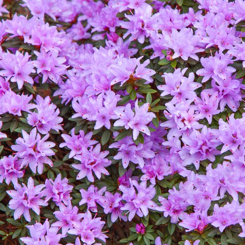 Rhododendron blue tit - rhododendron,