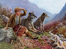 DEERHOUND CHARMING DOG