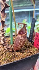Nepenthes Spectabilis
