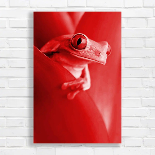 Eye frog closeup - eye, of