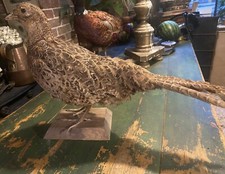 Vintage Female Pheasant ( Phasianus colchicus)