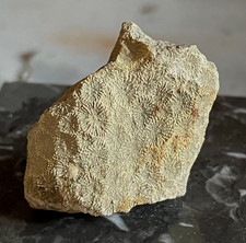 Fossil Coral of France