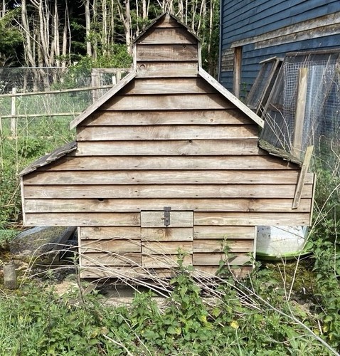 Chicken poultry bird - poultry,