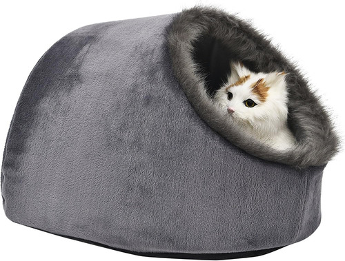 Cat small dog cosy - dog,