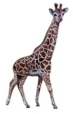 Giraffe Magnet - Giraffe Fridge Magnet - Giraffe Gift Giraffe Gifts WW9 JM