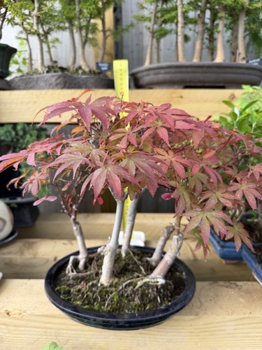 Japanese maple forest - japanese,
