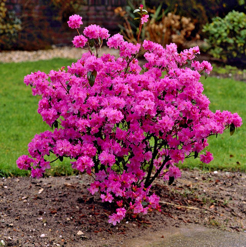 Rhododendron praecox 4ltr - rhododendron,