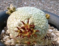 Pseudolithos cubiformis rare