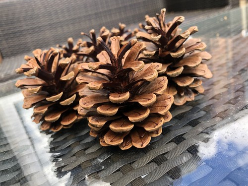 Natural pine cones 75kg - cones, 1.75kg