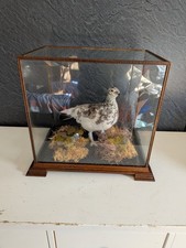 Cased taxidermy - cased,