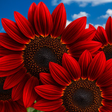 RED SUN SUNFLOWER 30 SEEDS