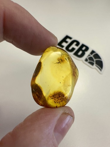 Baltic amber with mosquito - baltic,