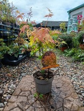 Acer Palmatum Japanese Maple Bonsai Tree | Acer Tree | Orange Dream In 2 L Pot