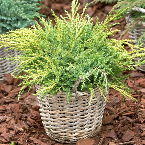 Juniperus gold star compact - juniperus,