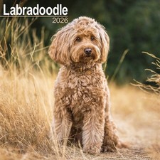 Labradoodle Calendar 2026 -