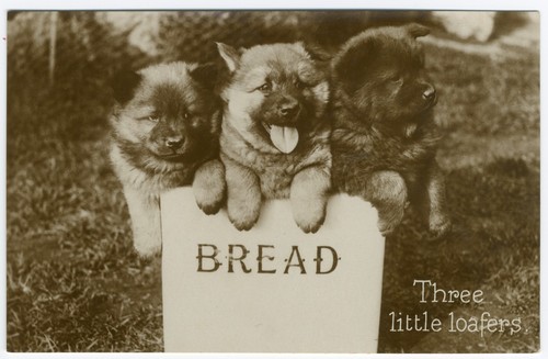 Keeshond puppies vintage dog - vintage,
