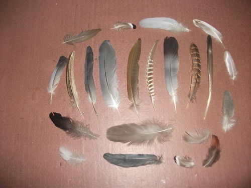 Natural birds feathers free - 22,