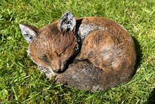 Red Fox Cub Sleeping Garden