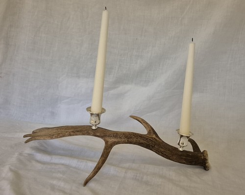 Stag horn antler - stag,