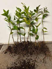 Green Privet Hedging Plants, bare root, 5 plants for £7.00, 10 inches high